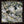 Golden Discs Pre-Order CD Revelator - Phosphorescent [CD]