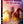 Golden Discs DVD Godzilla X Kong: The New Empire - Adam Wingard [DVD]