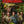 Anaconda (2026) [DVD]
