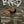 Bird - Andrea Arnold [DVD]