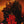 Evil Dead Burn - Sébastien Vanic [DVD]