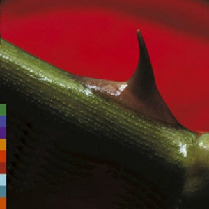 Golden Discs CD Night Song - Nusrat Fateh Ali Khan & Michael Brook [CD]
