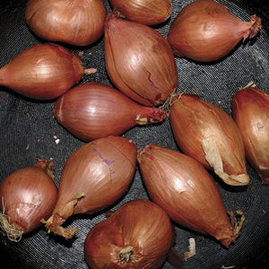Golden Discs VINYL Fried Shallots:   - Ty Segall [VINYL]