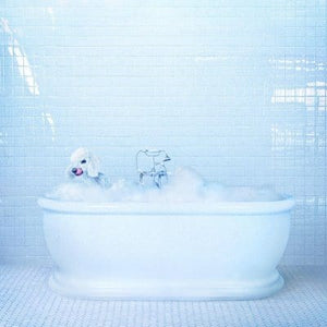 Golden Discs VINYL Vessel:   - Frankie Cosmos [VINYL]
