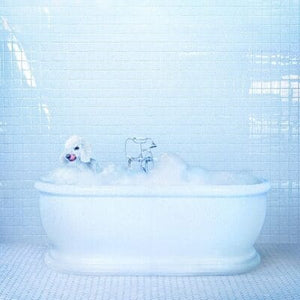 Golden Discs VINYL Vessel:   - Frankie Cosmos [VINYL Limited Edition]