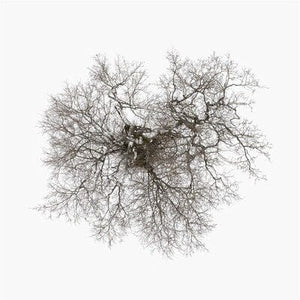 Golden Discs VINYL Tree - John Metcalfe [VINYL]