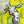 In Limerance - Jacob Alon [VINYL]
