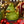 TUBBZ Dr. Seuss: The Grinch (Boxed Edition) [Posters & Merchandise]