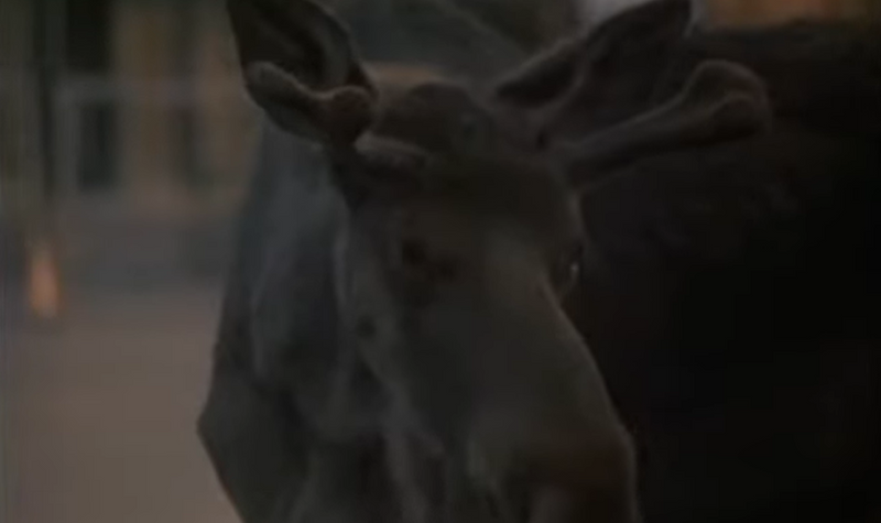 Northern Exposure: The Complete Series - Joshua Brand [DVD]