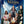 Golden Discs BLU-RAY Roald Dahl's Matilda the Musical - Matthew Warchus [BLU-RAY]
