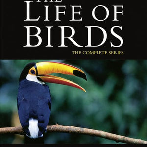 Golden Discs DVD David Attenborough: The Life of Birds - The Complete Series - David Attenborough [DVD]