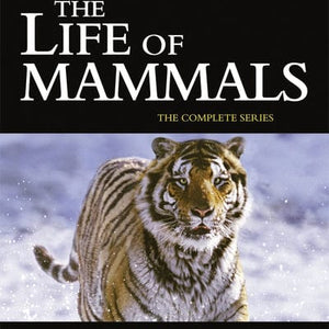 Golden Discs DVD David Attenborough: The Life of Mammals - The Complete Series - David Attenborough [DVD]
