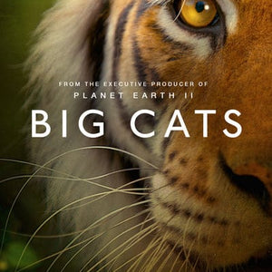 Golden Discs DVD Big Cats - Bertie Carvel [DVD]
