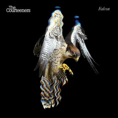 Golden Discs VINYL Falcon - The Courteeners [VINYL Limited Edition]